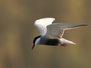 Whiskered Tern Chlidonias hybrid

Medium sized bird, a white cheek patch,black cap,gray body. Found in wetlands and marshes, forages for fish, insects in flight. Black belly during breeding season