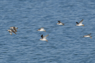Terek sandpiper Xenus cinereus in flight over wetland of Indus River

Beautiful weirdly proportioned wader shorebird large upcurved bill, white tailing edge. Highly migratory, usually to coastal areas