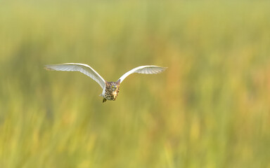 Indian Pond Heron Ardeola grayii camouflaged wetland bird Pakistan marshes paddyfields patient hunter South Asia wildlife nature photography birding conservation biodiversity