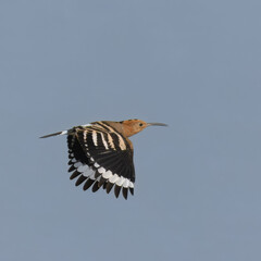 Eurasian Hoopoe Upupa epops

A bird with great cultural significance throughout the World. In...