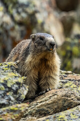 Murmeltier - Marmot - Munggen - swiss alps - switzerland - schweiz 