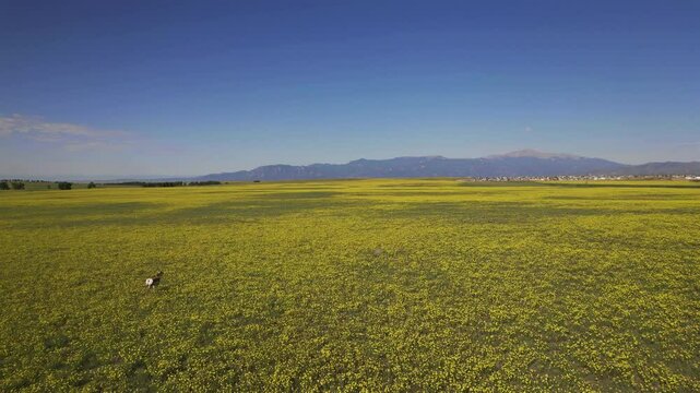 Pronghorn Running Through Field of Yellow Flowers 4K features a drone view flying over a field of intensely yellow flowers near Pikes Peak with a newborn pronghorn running in and out of view.
