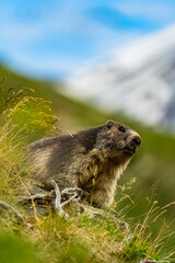 Murmeltier - Marmot - Munggen - swiss alps - switzerland - schweiz 