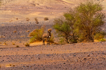 A bundled donkey in the Sahara desert next to a large tamarisk tree. Morocco