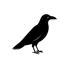 Obraz premium Elegant Raven Bird Vector Clipart Mysterious Nature Animal Graphic Design