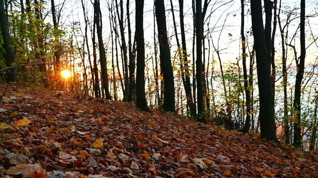 Autumn forest with yellow and red leaves of trees on the bank of the Volga River at sunset.