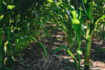 low angle view of rows of tall corn stalks and broad leaves creating a natural path down the...