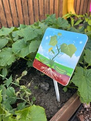 cucumber bed with a sign in a kindergarten
