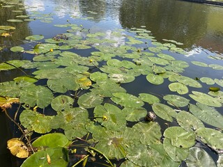 yellow blooming water lily on the water surface of a city lake
