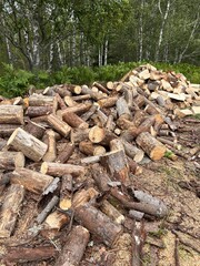 a pile of logs in the middle of the forest
