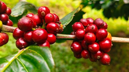 Close up Ripe coffee beans on the tree ready to be harvested