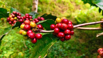 Close up Ripe coffee beans on the tree ready to be harvested
