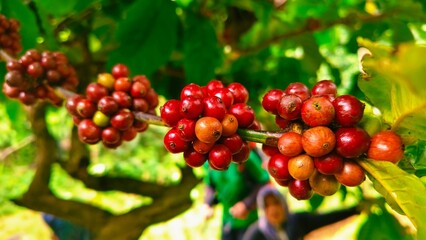 Close up Ripe coffee beans on the tree ready to be harvested