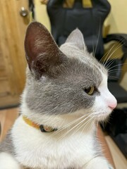 Close-up of a domestic cat with gray and white fur and yellow eyes.