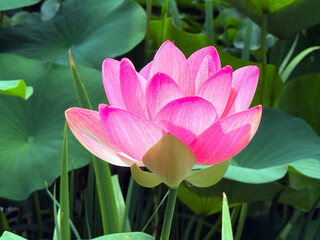pink lotus flower
