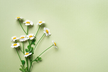 Chamomile garden flowers on green craft paper background
