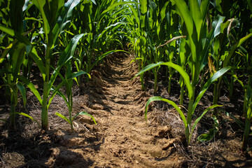 close-up of a vibrant green field of corn stalks, with visible wheel tracks and a path in the dirt. agriculture and industry background