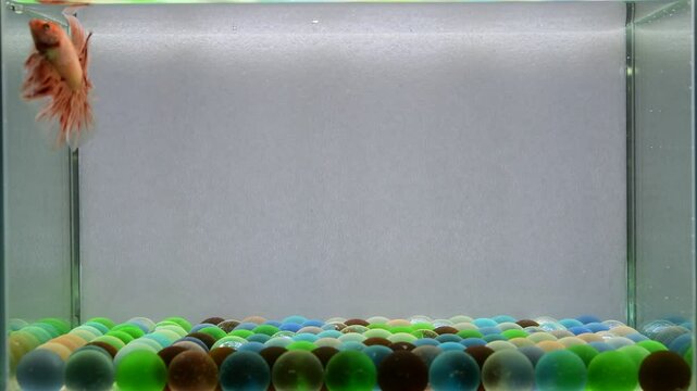 Betta fish fancy  orange vanda Halfmoon, from Thailand, Siamese fighting fish isolated on Grey Background