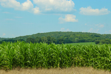 close-up of a field of corn with hills in the distance. a sky background is visible with space for copy