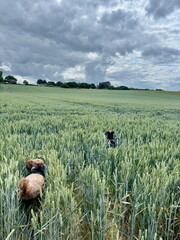 Stormy sky with dogs running through a farmers field