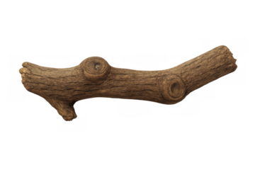Photorealistic 3d rendering showing weathered tree branch, isolated on transparent background, ideal for graphic design compositing