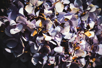 Macro close-up of beautiful purple hydrangea in full bloom exhibiting some signs of age and wilt. simple beauty in nature background or banner.