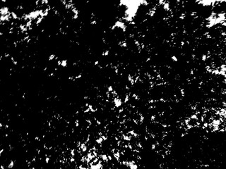 Looking Up Through Trees, Black and White. Forest Canopy View from Below. Monochrome Tree Tops Against Sky. Illustration of the top of the trees, in black and white, looking from the ground to the sky