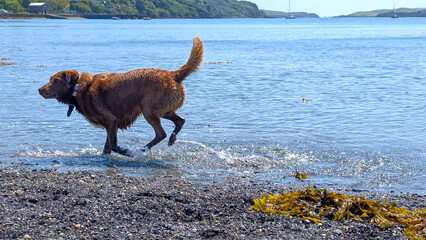 A brown dog with a Smart pet collar with GPS tracker running in the water on the sea coast. Travel...