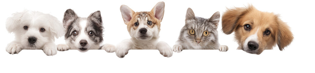 Obraz premium 4 cute dogs and cats peeking over the edge of a white banner, png, transparent