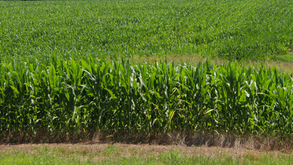 A field of corn full frame agriculture background with copy space. wide banner industry design element.