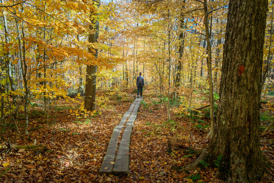 Woman hiker on a wooden walkway through a decidous forest in the mountains in autumn