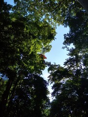 The Andaman tree canopy is a dense, layered green roof of tropical trees, filtering sunlight,...