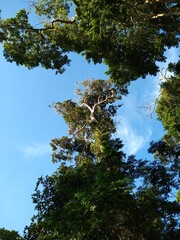 The Andaman tree canopy is a dense, layered green roof of tropical trees, filtering sunlight, sheltering diverse wildlife, and echoing with birdsong in the humid forest air.