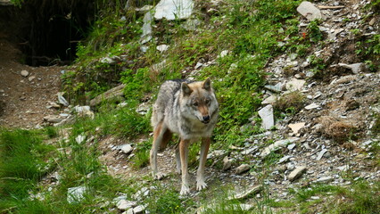 Der Grauwolf 