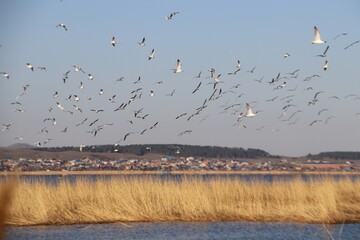 flock of seagulls