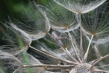 dew on the grass