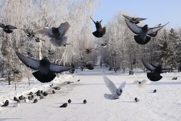 pigeons on the snow