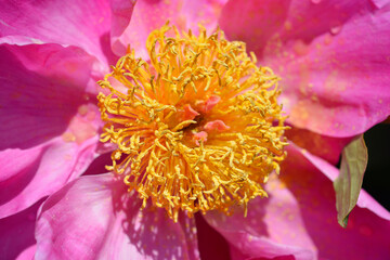 Pink Fragrant peony flower detail - Latin name - Paeonia lactiflora Virgilius