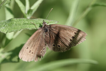 A ringlet butterfly (Aphantopus hyperantus) in the British countryside