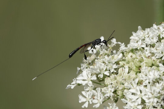 A Gasteruption wasp with long ovipositor