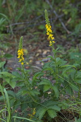 Common agrimony on Lisci vrch at Muslov near Mikulov, Moravia, Czech republic, Europe
