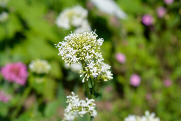 Red valerian white flowers - Latin name - Centranthus ruber Albus