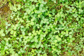 Clover
