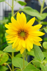 Young sunflower