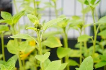 Sunflower plants