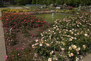 Rosarium in Doblhoff Park in Baden near Vienna, Lower Austria, Austria
