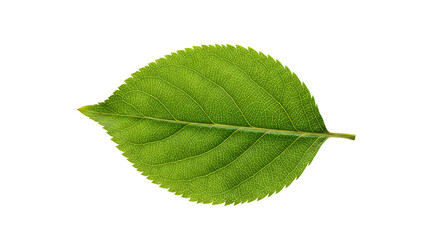 Fototapeta premium tree leaf on white background,
