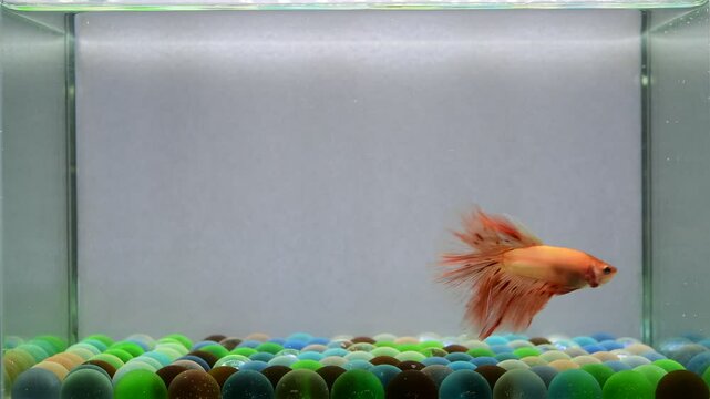 Betta fish fancy  orange vanda Halfmoon, from Thailand, Siamese fighting fish isolated on Grey Background