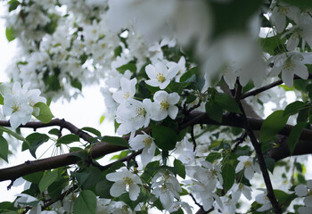 Close-up of white blossoms in spring