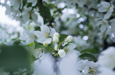 Close-up of white blossoms in spring